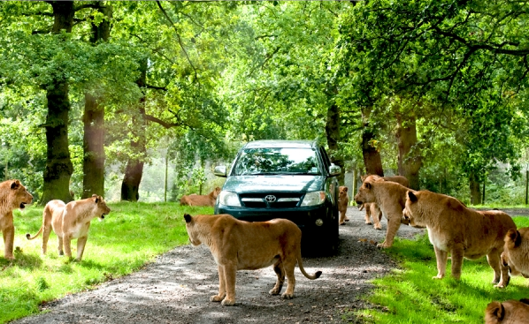 knowsley safari park weather forecast